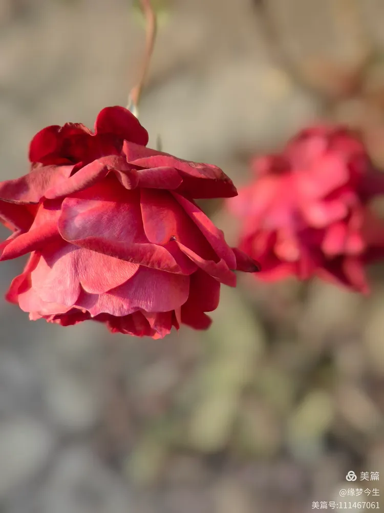 玫瑰月季迎元旦